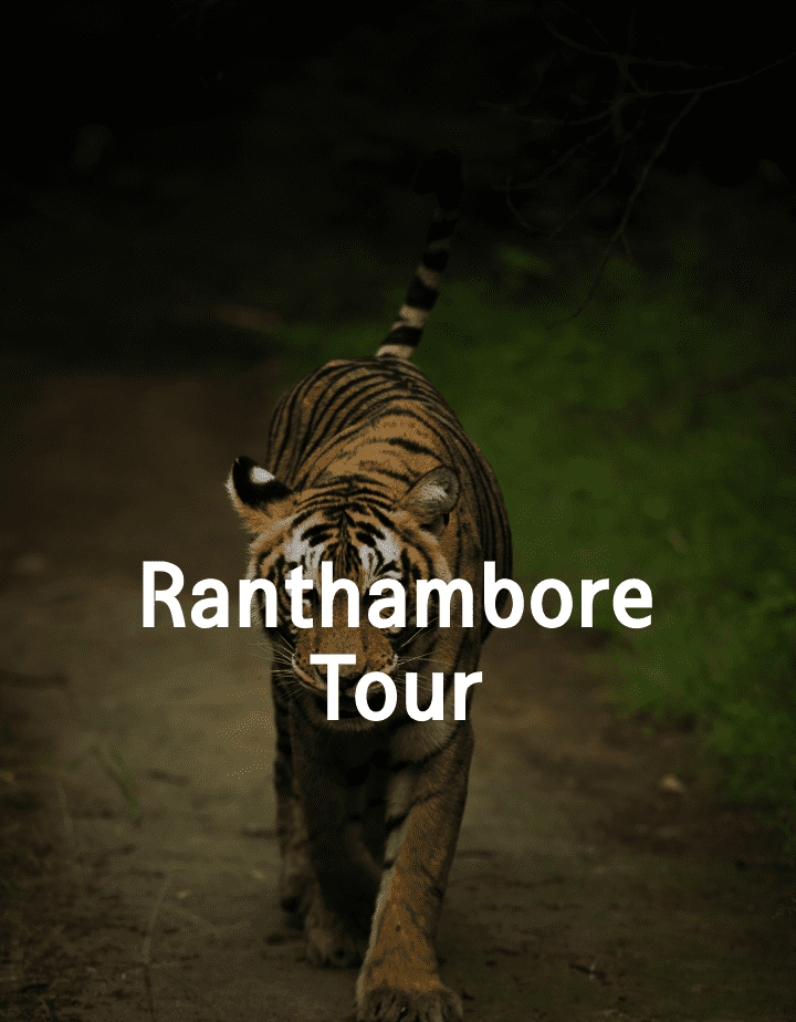 Discover Rajasthan’s Wildlife Wonders with Ranthambore Tour Packages and More!